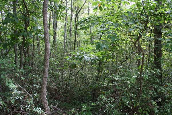 5 Acres of Residential Land for Sale in Monterey, Virginia