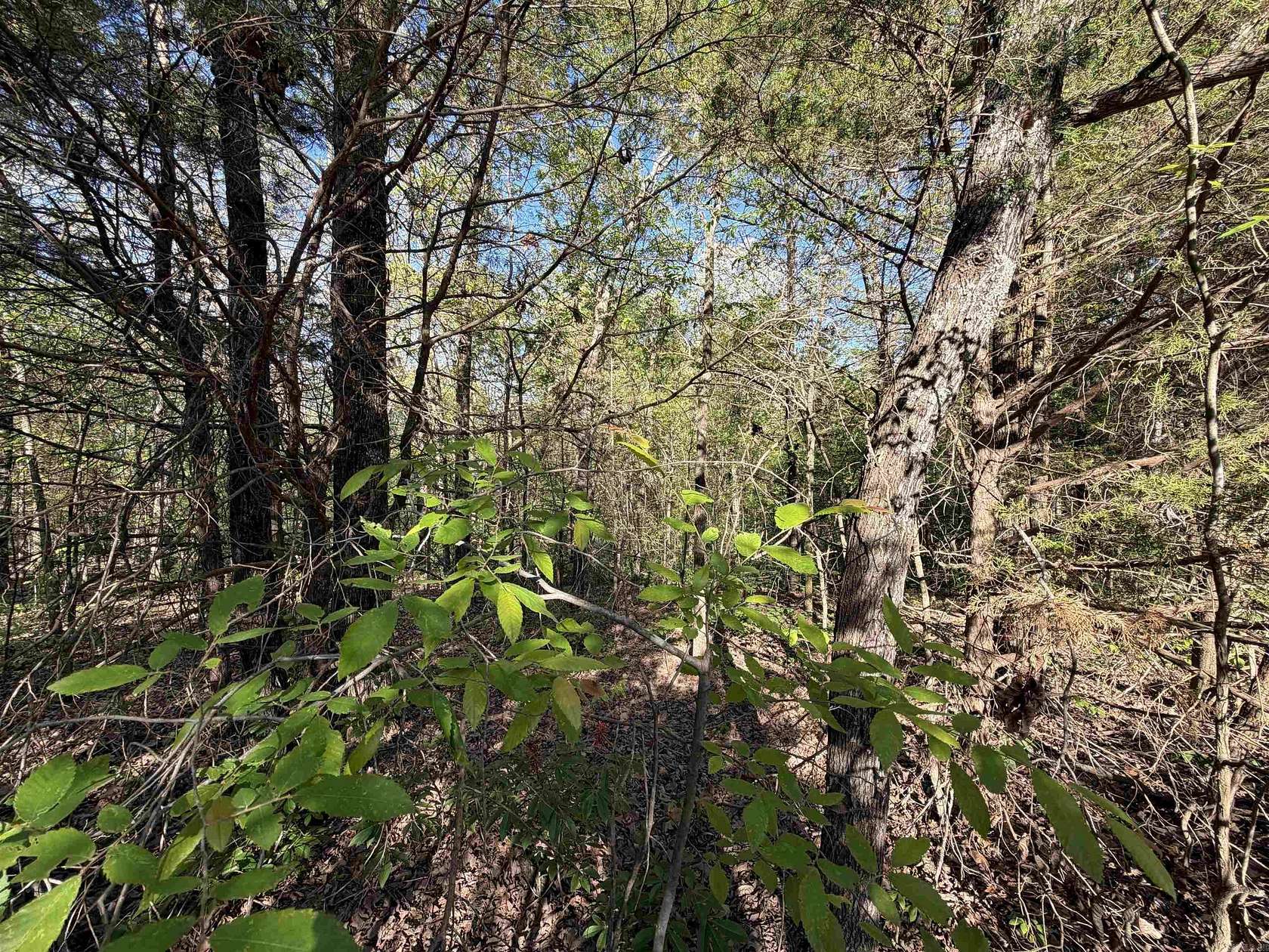 13.8 Acres of Recreational & Residential Land for Sale in Piggott, Arkansas