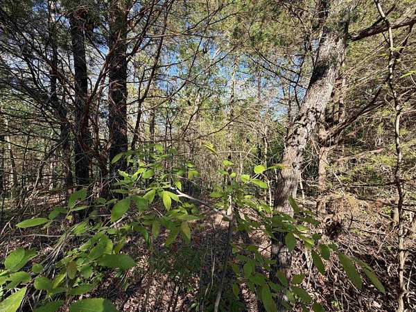 13.8 Acres of Recreational & Residential Land for Sale in Piggott, Arkansas