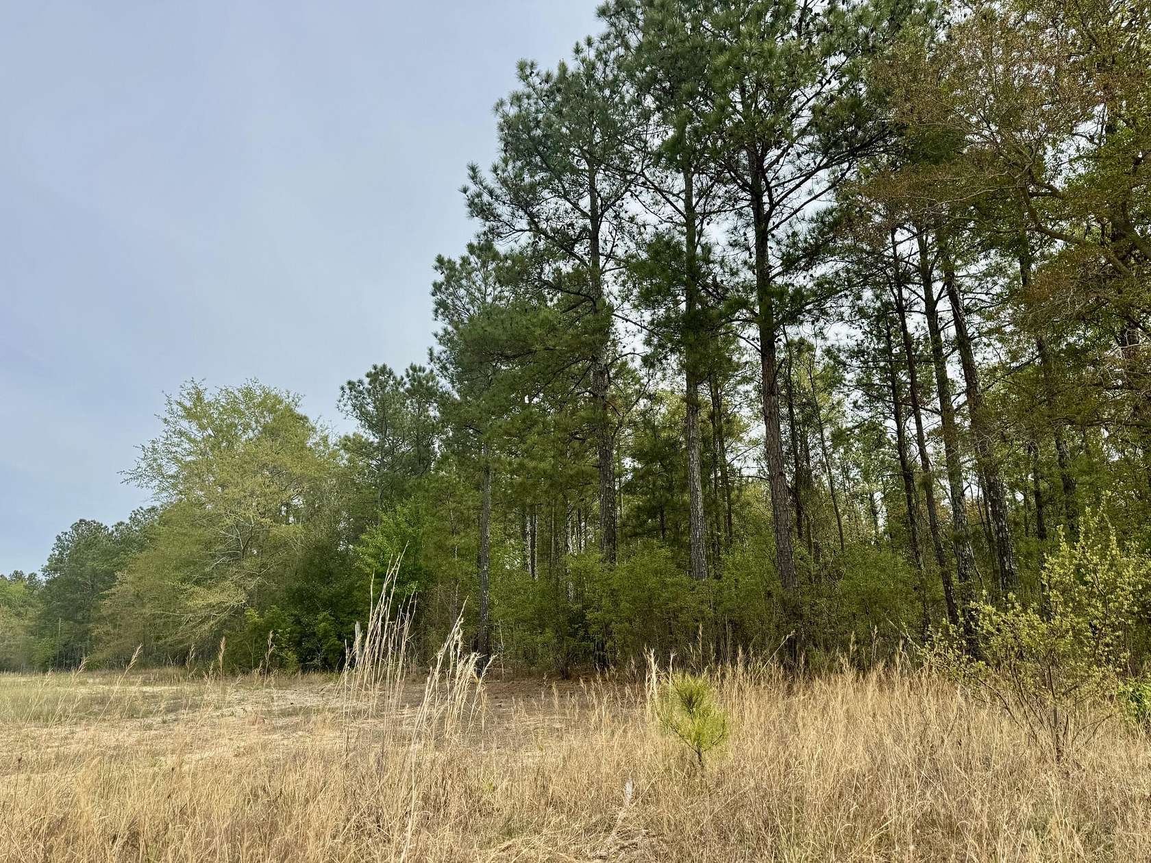 15.3 Acres of Land for Sale in Monetta, South Carolina
