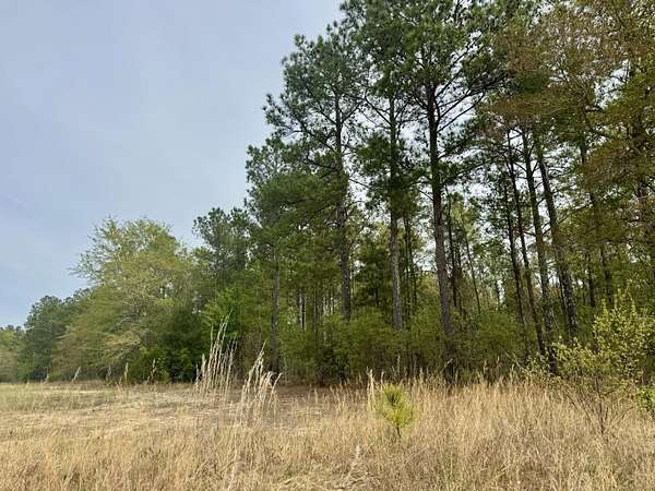 15.3 Acres of Land for Sale in Monetta, South Carolina