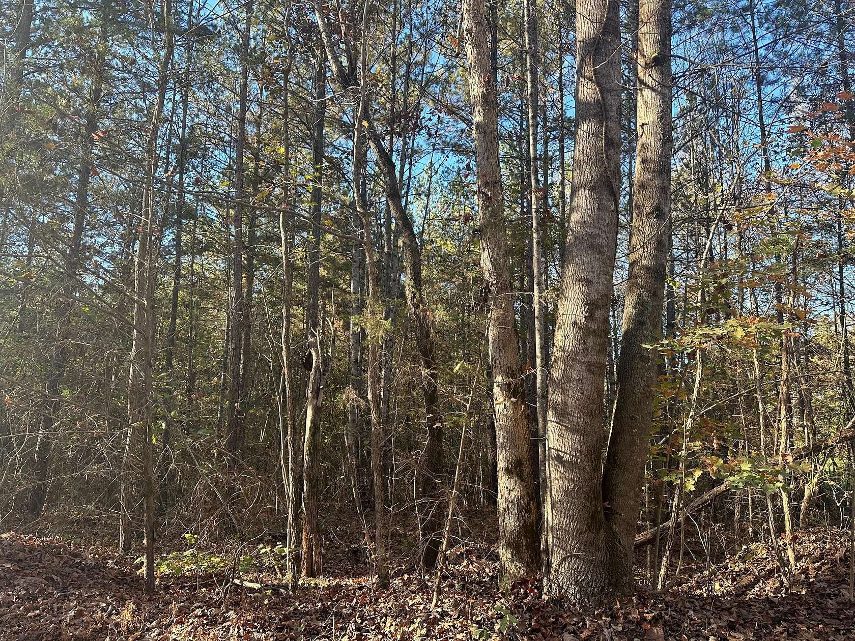 27.2 Acres of Recreational & Residential Land for Sale in Decatur, Tennessee
