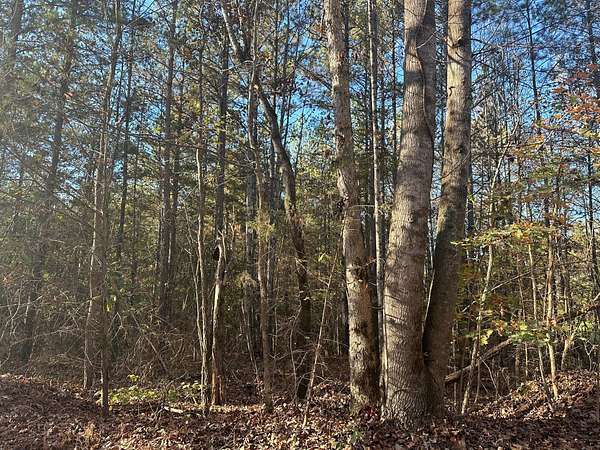 27.2 Acres of Recreational & Residential Land for Sale in Decatur, Tennessee