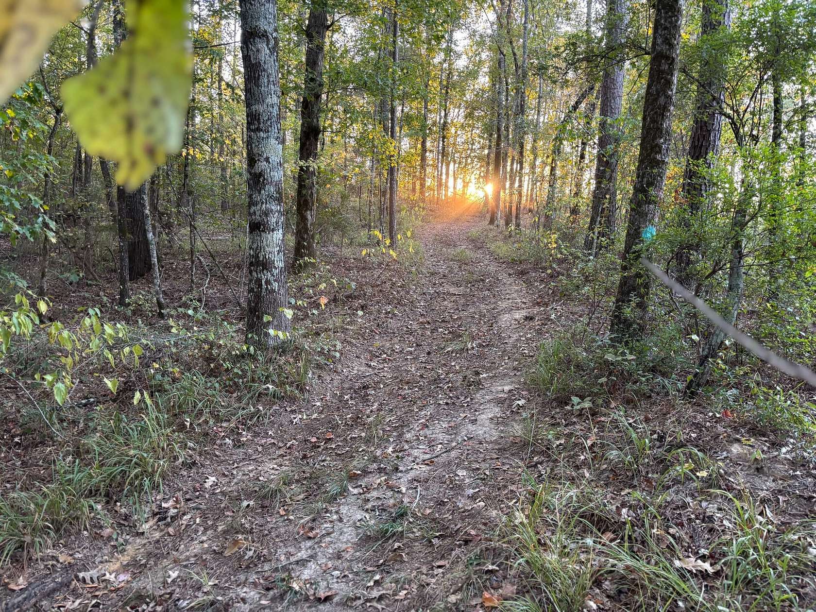 62 Acres of Recreational Land for Sale in Pickens, Mississippi
