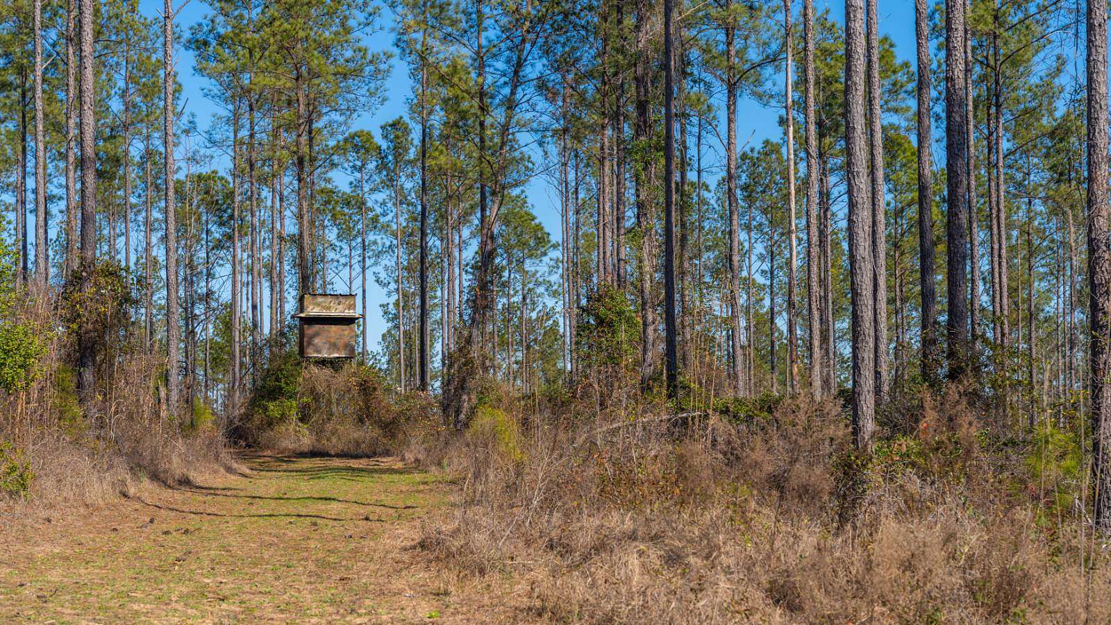 450 Acres of Land for Sale in Buena Vista, Georgia