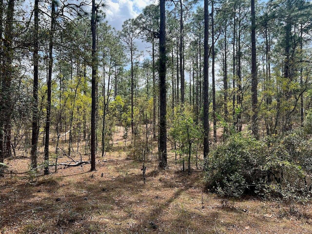 11.3 Acres of Land for Sale in Williston, Florida