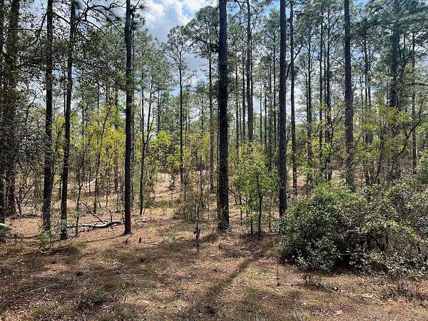 11.3 Acres of Land for Sale in Williston, Florida
