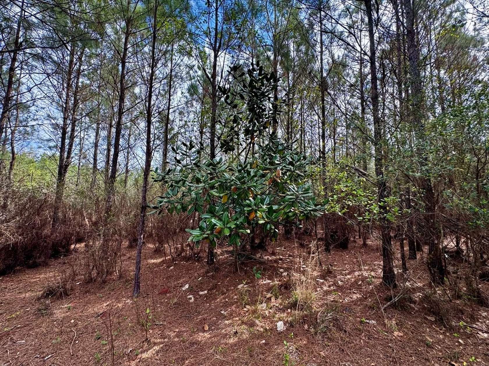 15.7 Acres of Recreational Land for Sale in Madison, Florida