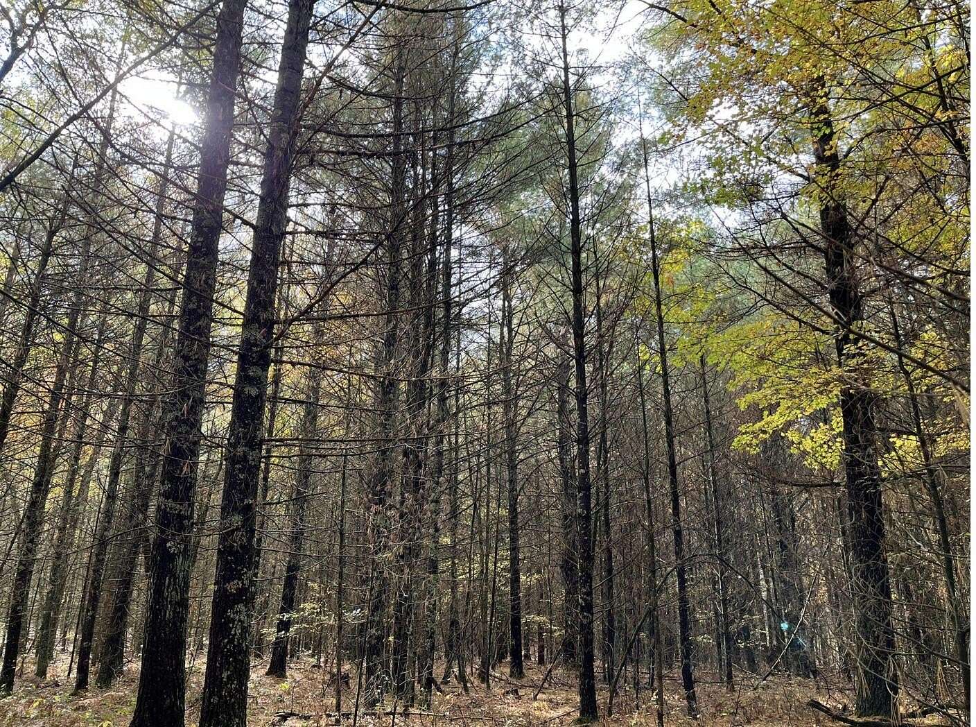 10.4 Acres of Recreational & Residential Land for Sale in Baldwin, Michigan