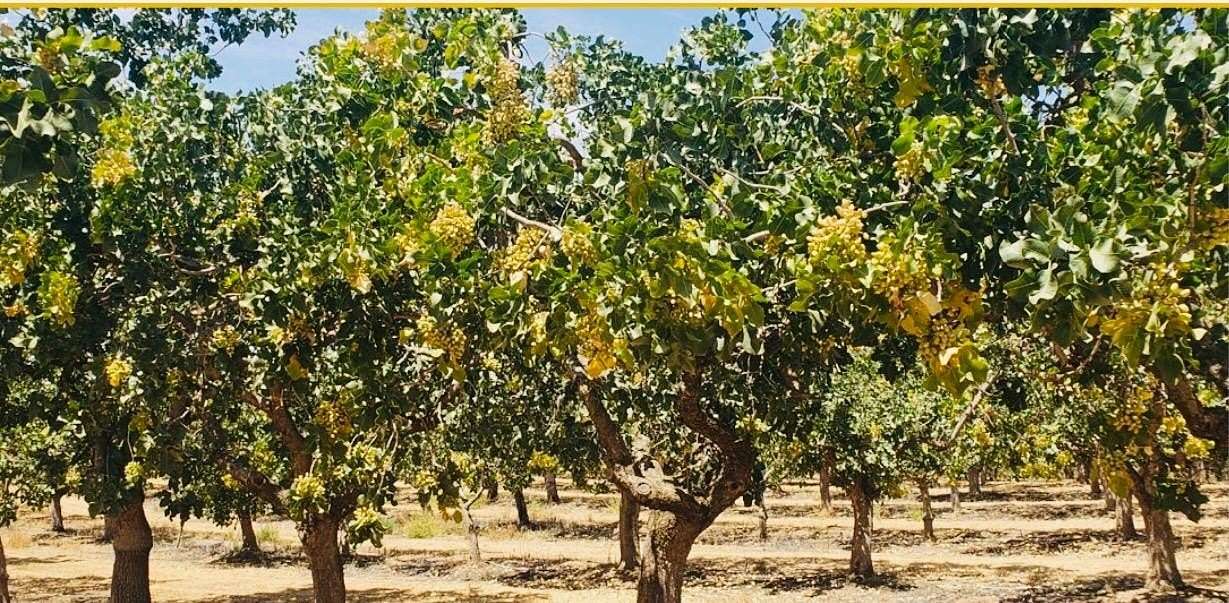 40 Acres of Land for Sale in Madera, California