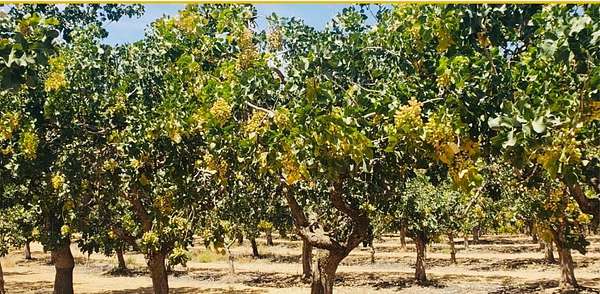 40 Acres of Land for Sale in Madera, California