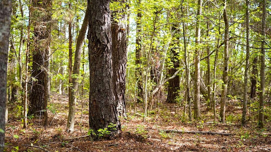 Residential Land for Sale in Livingston, Alabama