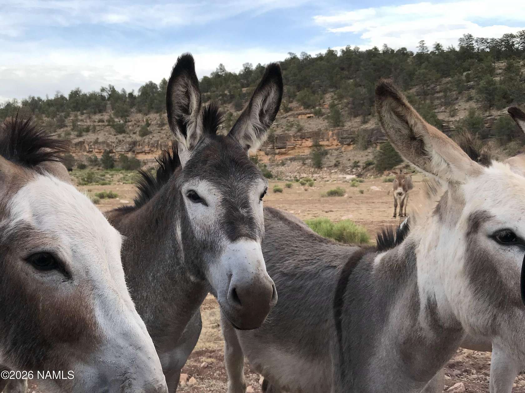 20 Acres of Land for Sale in Williams, Arizona