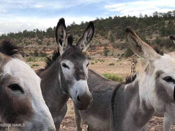 20 Acres of Land for Sale in Williams, Arizona