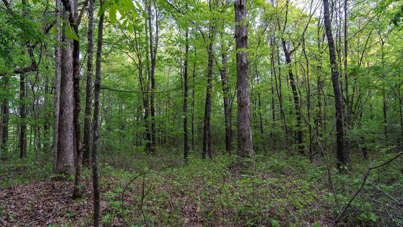 17 Acres of Recreational Land for Sale in McCalla, Alabama