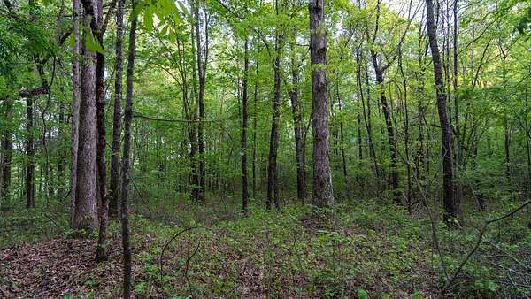 17 Acres of Recreational Land for Sale in McCalla, Alabama