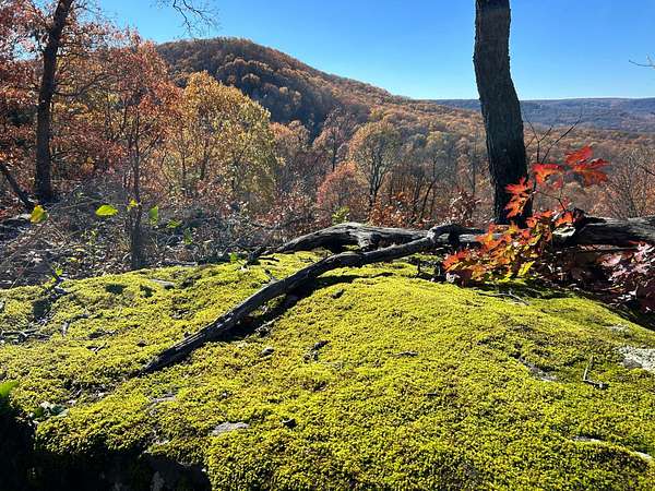 320 Acres of Recreational Land for Sale in Alpena, Arkansas