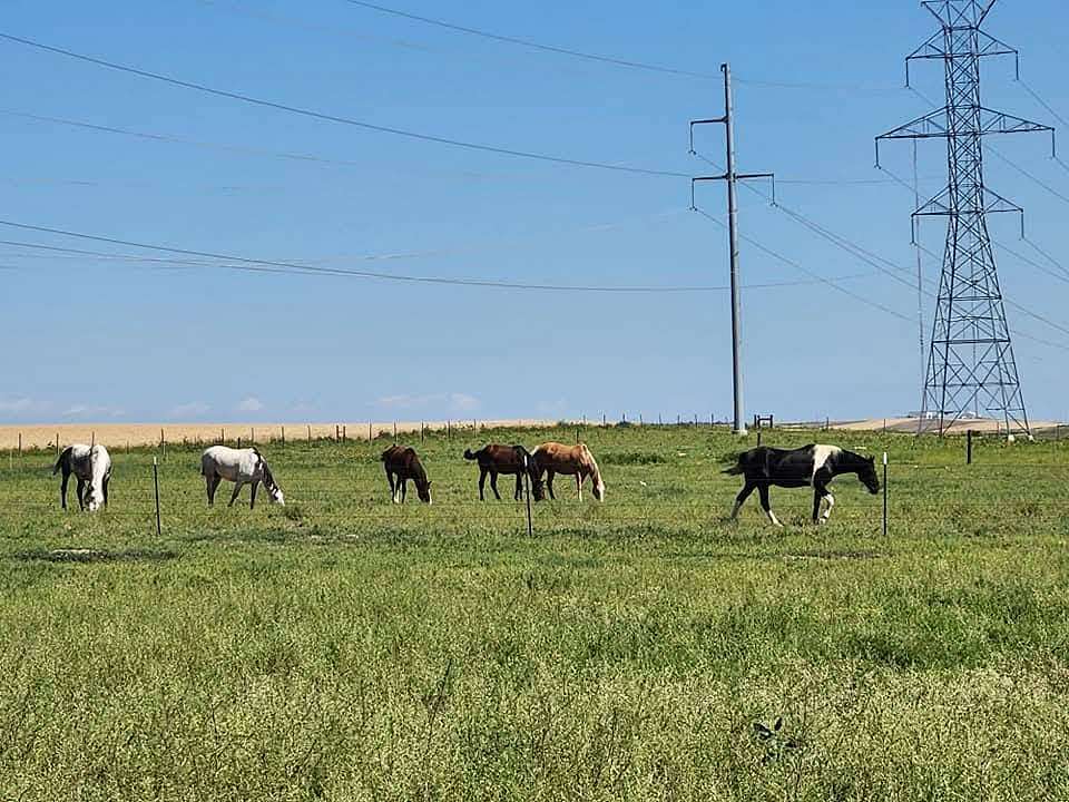48 Acres of Agricultural Land with Home for Sale in Pierce, Colorado