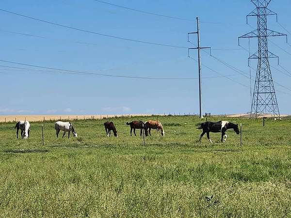 48 Acres of Agricultural Land with Home for Sale in Pierce, Colorado