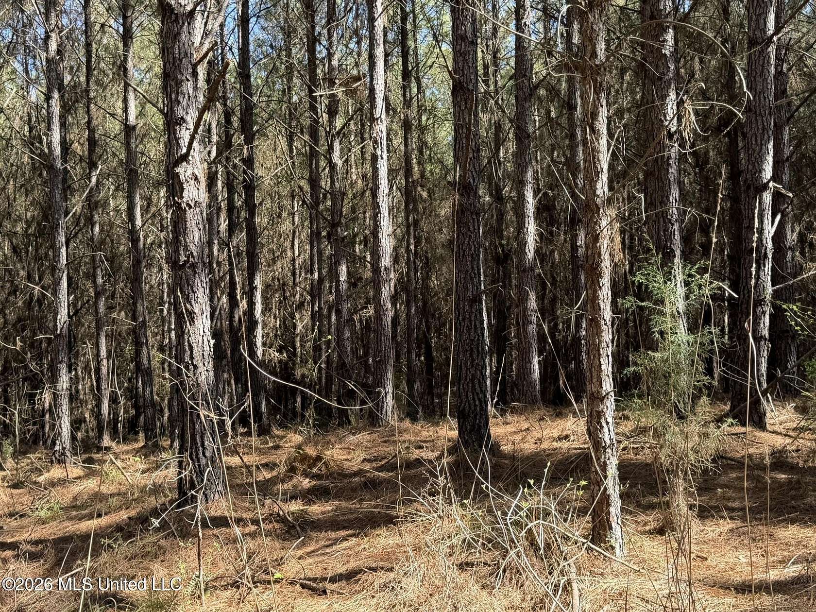 30 Acres of Recreational Land for Sale in Sallis, Mississippi