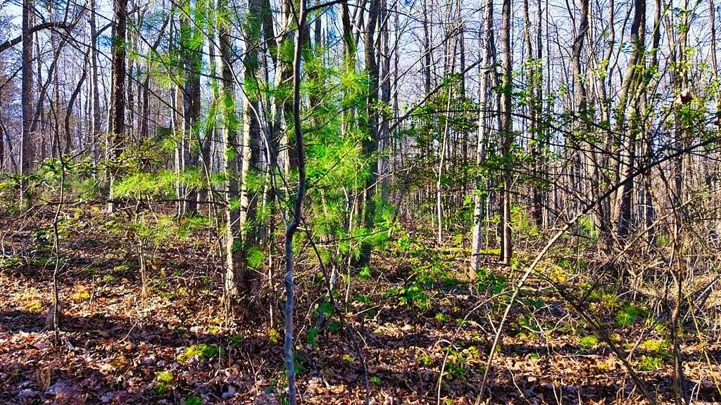 17 Acres of Recreational & Residential Land for Sale in Sunbright, Tennessee