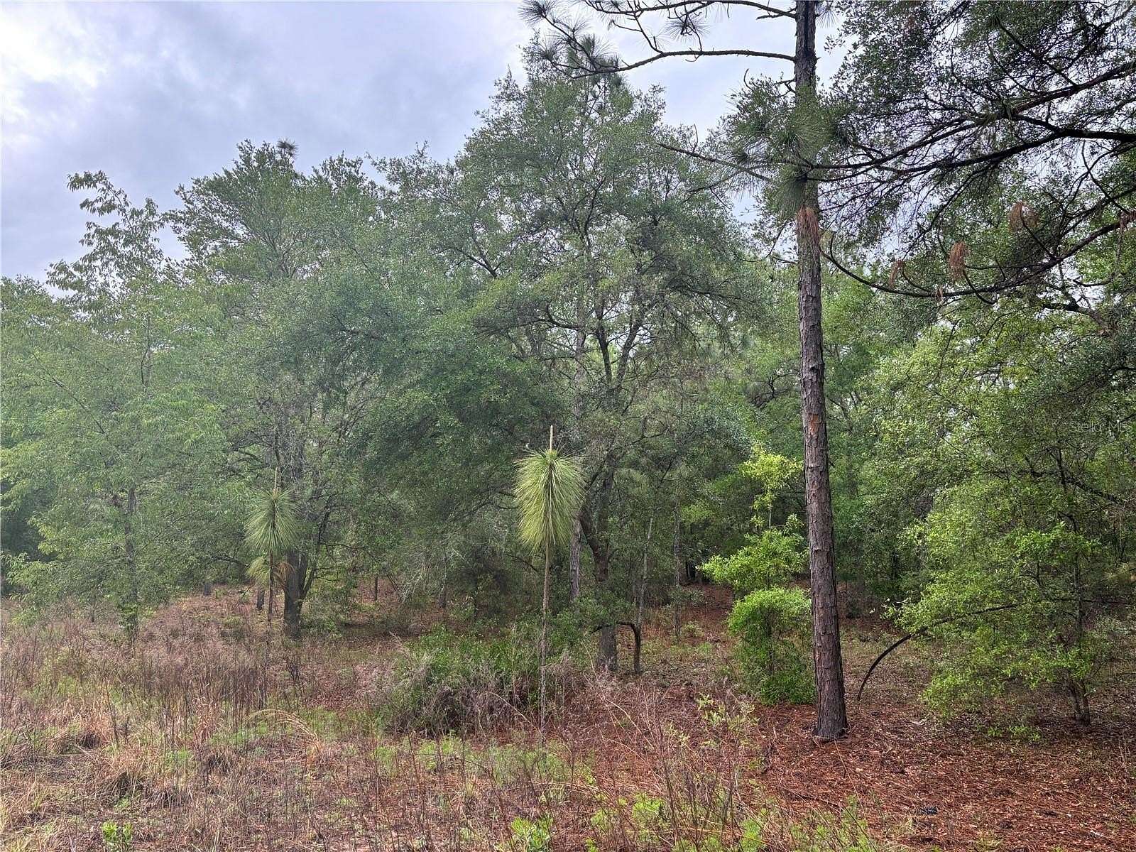 0.25 Acres of Residential Land for Sale in Ocala, Florida