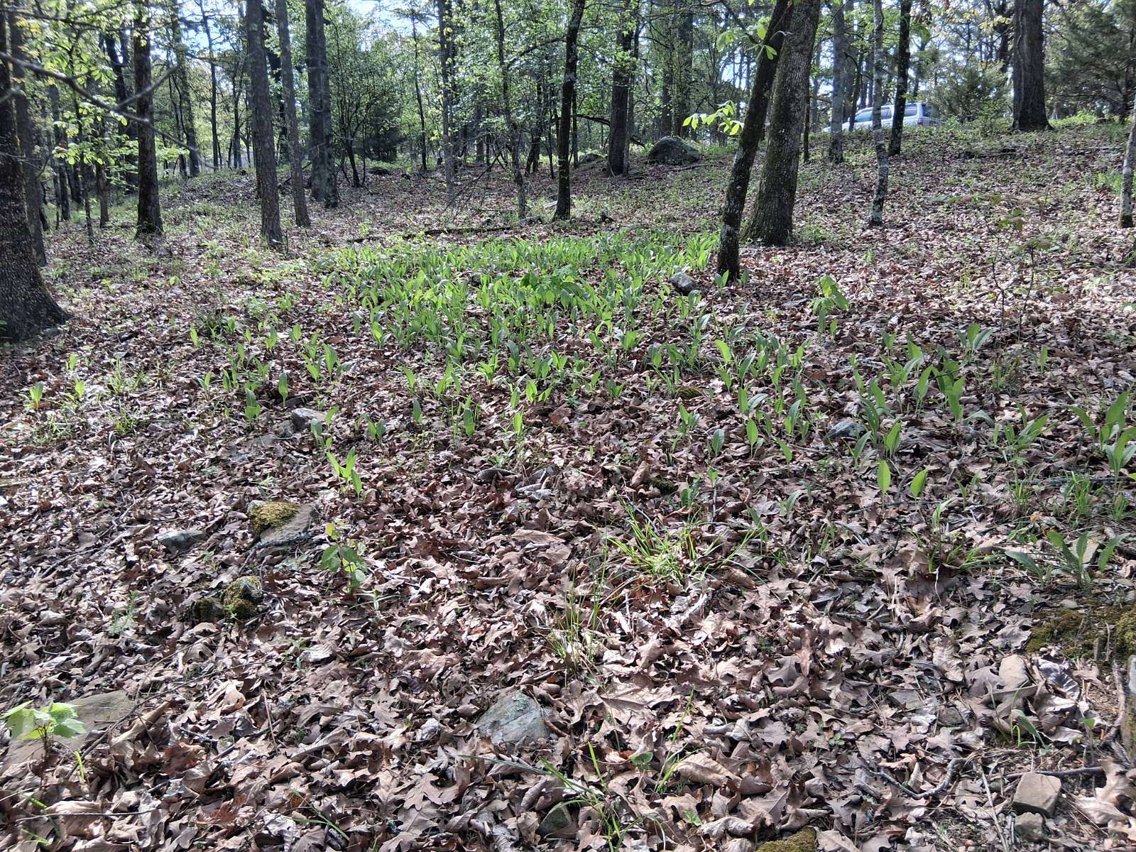 34.2 Acres of Recreational Land for Sale in Talihina, Oklahoma