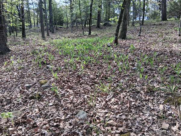 34.2 Acres of Recreational Land for Sale in Talihina, Oklahoma
