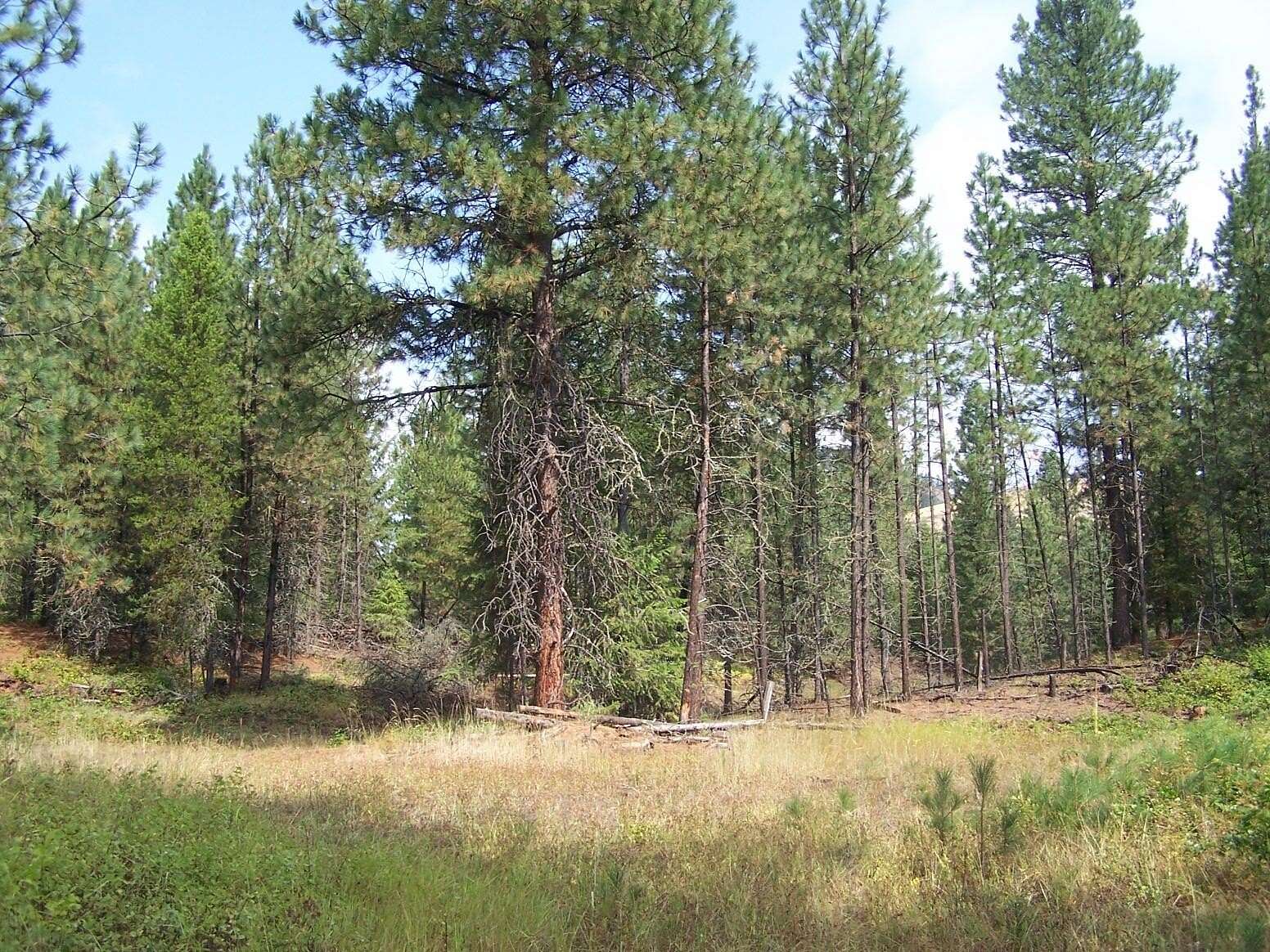 4 Acres of Land for Sale in Kettle Falls, Washington