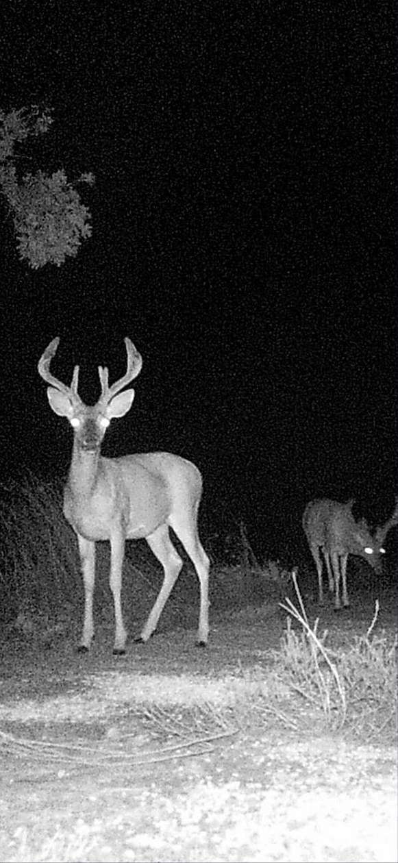 40 Acres of Recreational Land for Sale in Wister, Oklahoma