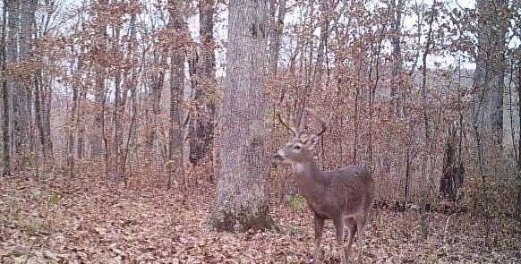5 Acres of Land for Sale in Pettigrew, Arkansas