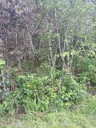 0.72 Acres of Residential Land for Sale in Crescent City, California