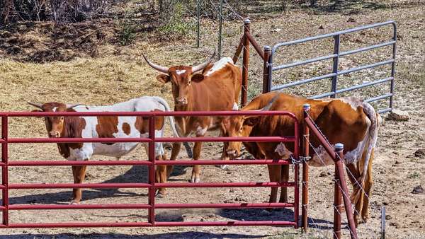 10 Acres of Recreational Land for Sale in Fischer, Texas