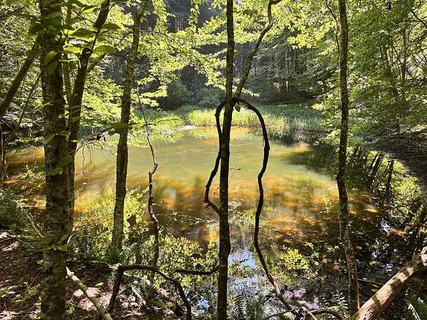 34.2 Acres of Land for Sale in Laurel Fork, Virginia