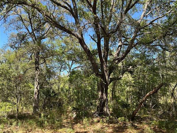 1.25 Acres of Residential Land for Sale in Morriston, Florida