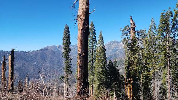 0.48 Acres of Land for Sale in Springville, California