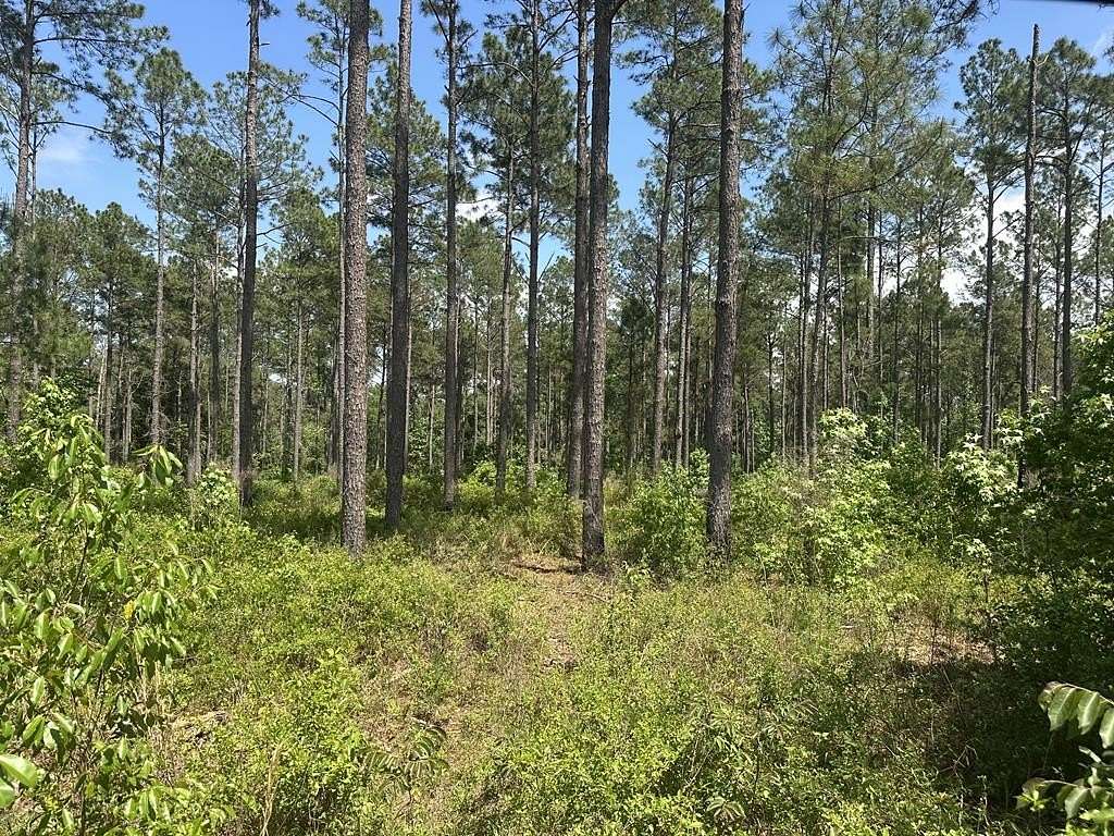 145 Acres of Recreational Land for Sale in Ochlocknee, Georgia