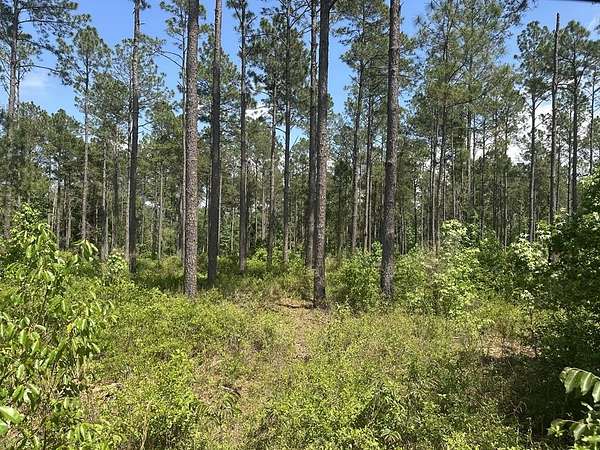 145 Acres of Recreational Land for Sale in Ochlocknee, Georgia