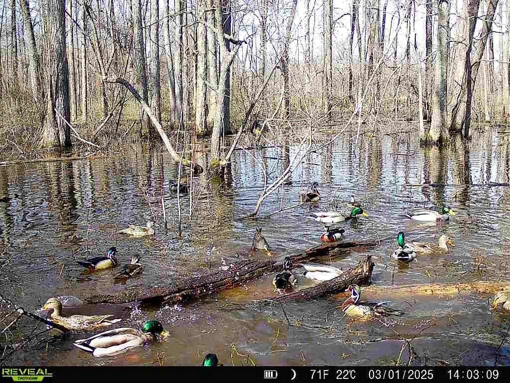 200 Acres of Land for Sale in Marvell, Arkansas