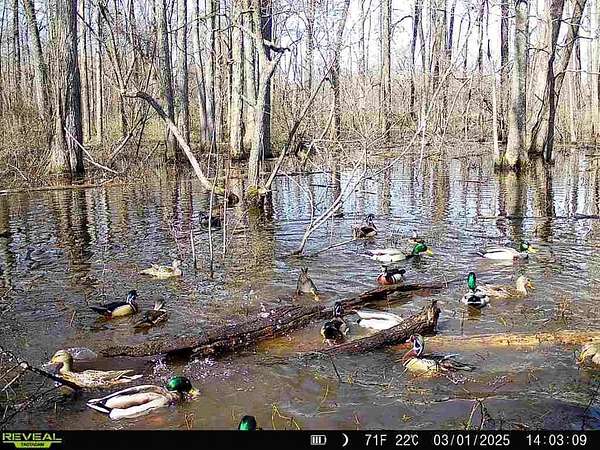 200 Acres of Land for Sale in Marvell, Arkansas