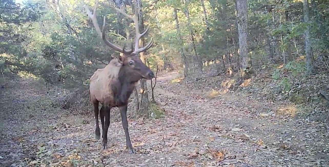 31.3 Acres of Recreational Land with Home for Sale in St. Joe, Arkansas