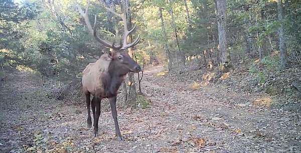 31.3 Acres of Recreational Land with Home for Sale in St. Joe, Arkansas