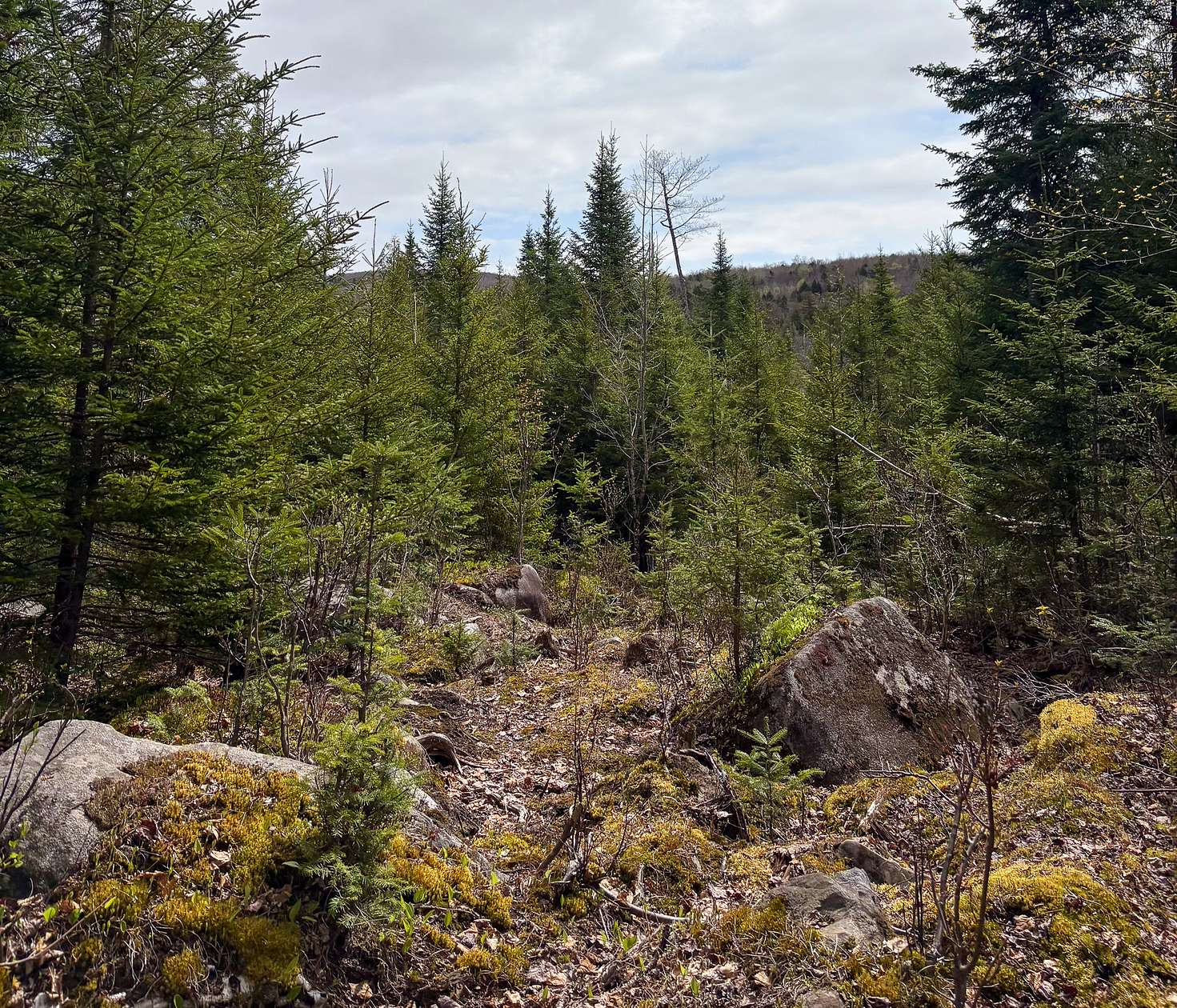 20.3 Acres of Land for Sale in Oakfield, Maine