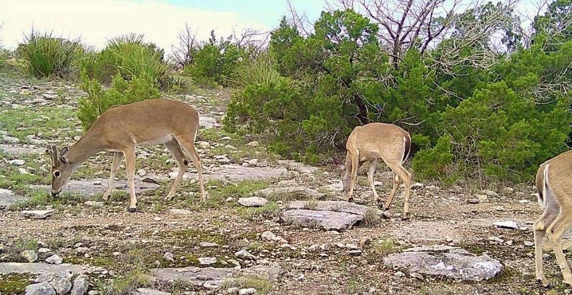 74.2 Acres of Recreational & Residential Land for Sale in Del Rio, Texas