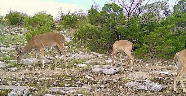 74.2 Acres of Recreational & Residential Land for Sale in Del Rio, Texas