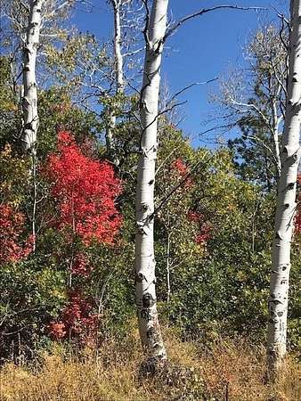1 Acre of Residential Land for Sale in Springdale, Utah