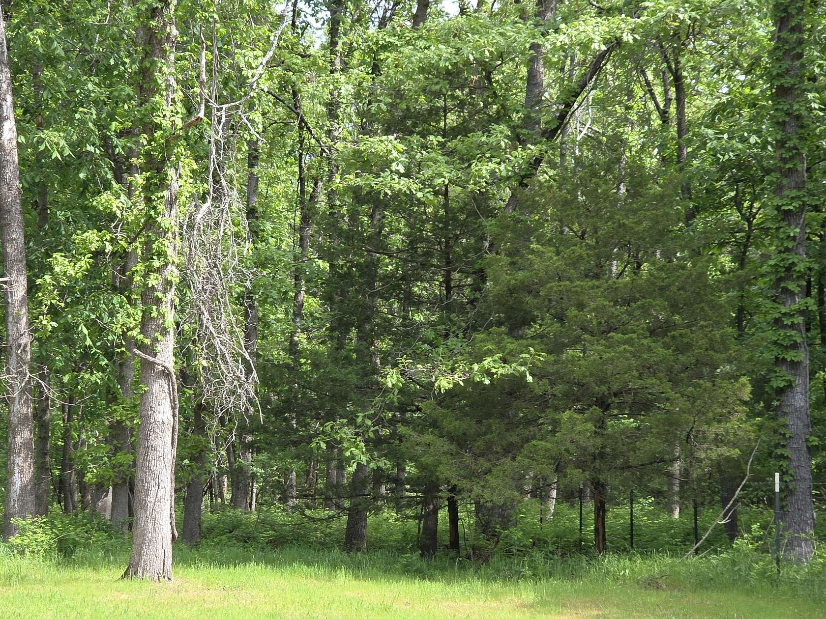 6.36 Acres of Residential Land for Sale in Buffalo, Missouri