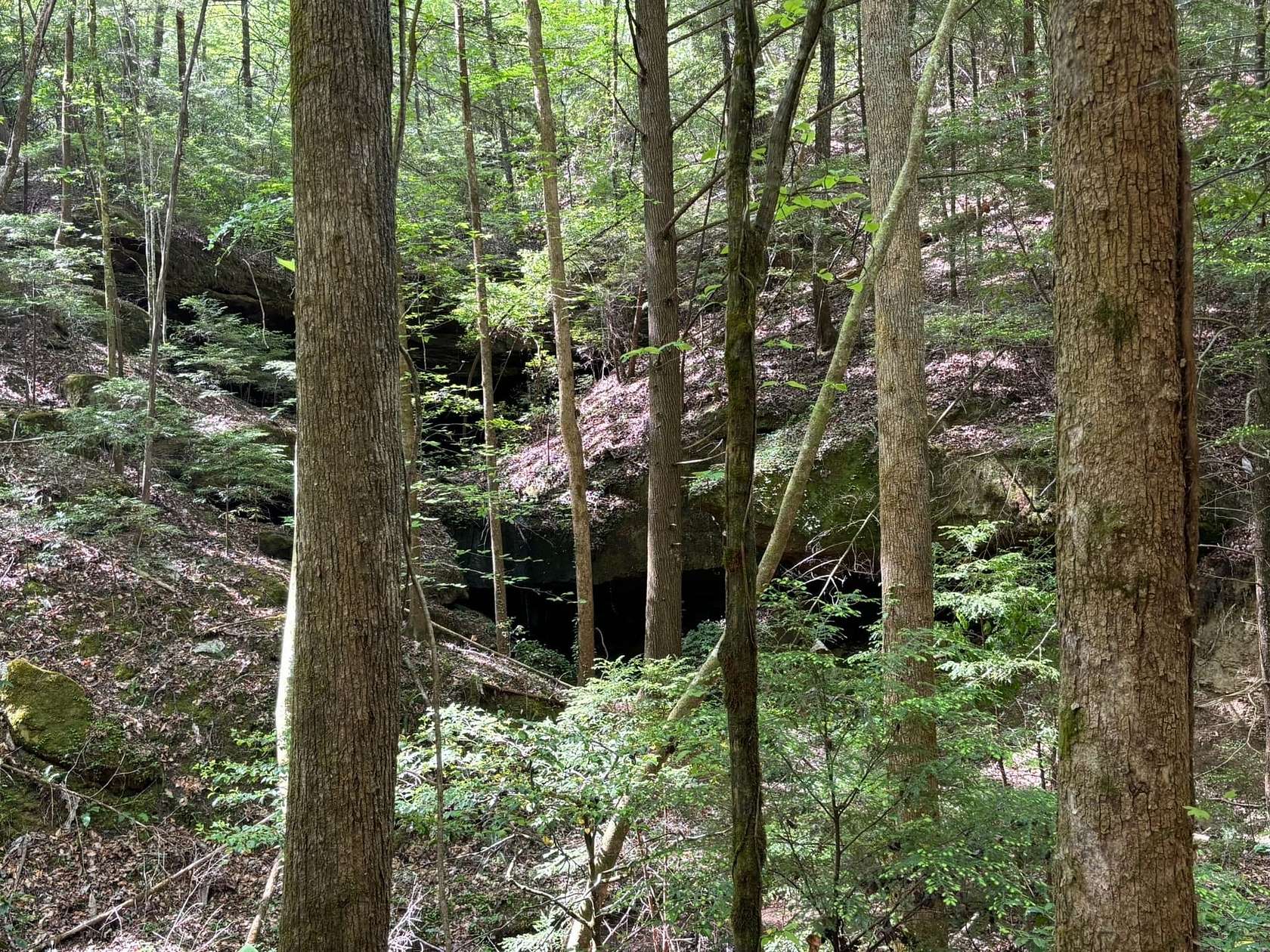 40 Acres of Land for Sale in Lynn, Alabama