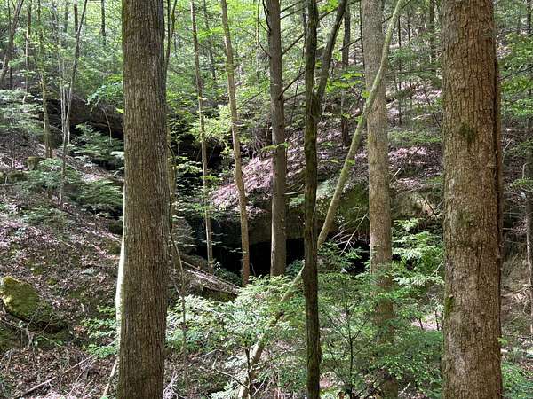 40 Acres of Land for Sale in Lynn, Alabama