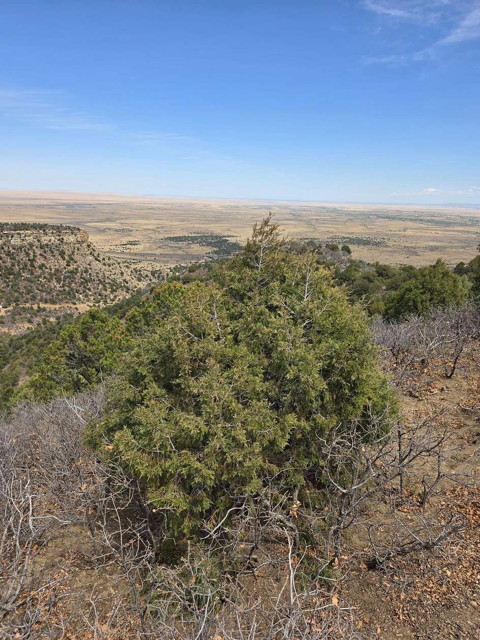 40 Acres of Recreational Land for Sale in Trinidad, Colorado